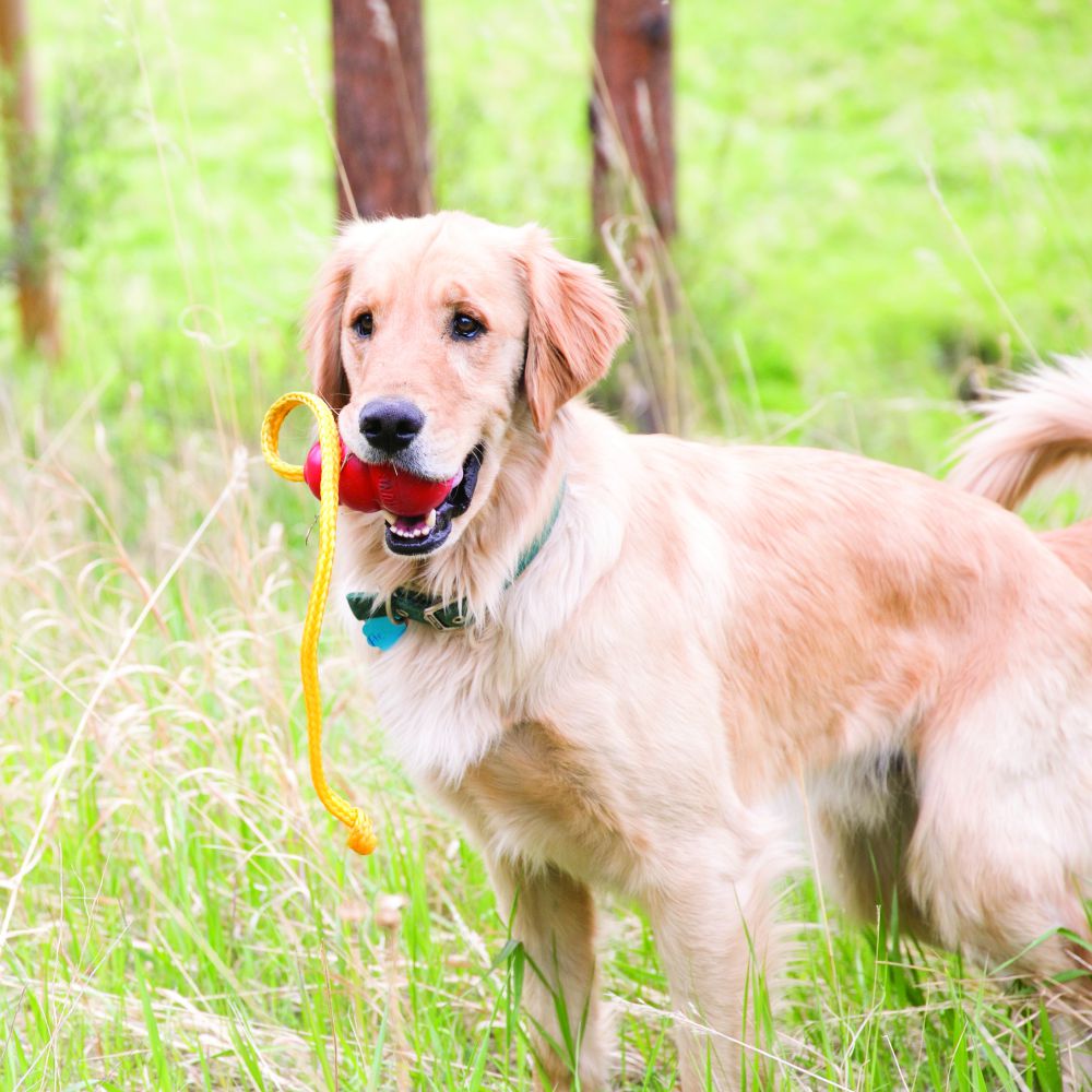 Dog Kong Toy With Rope