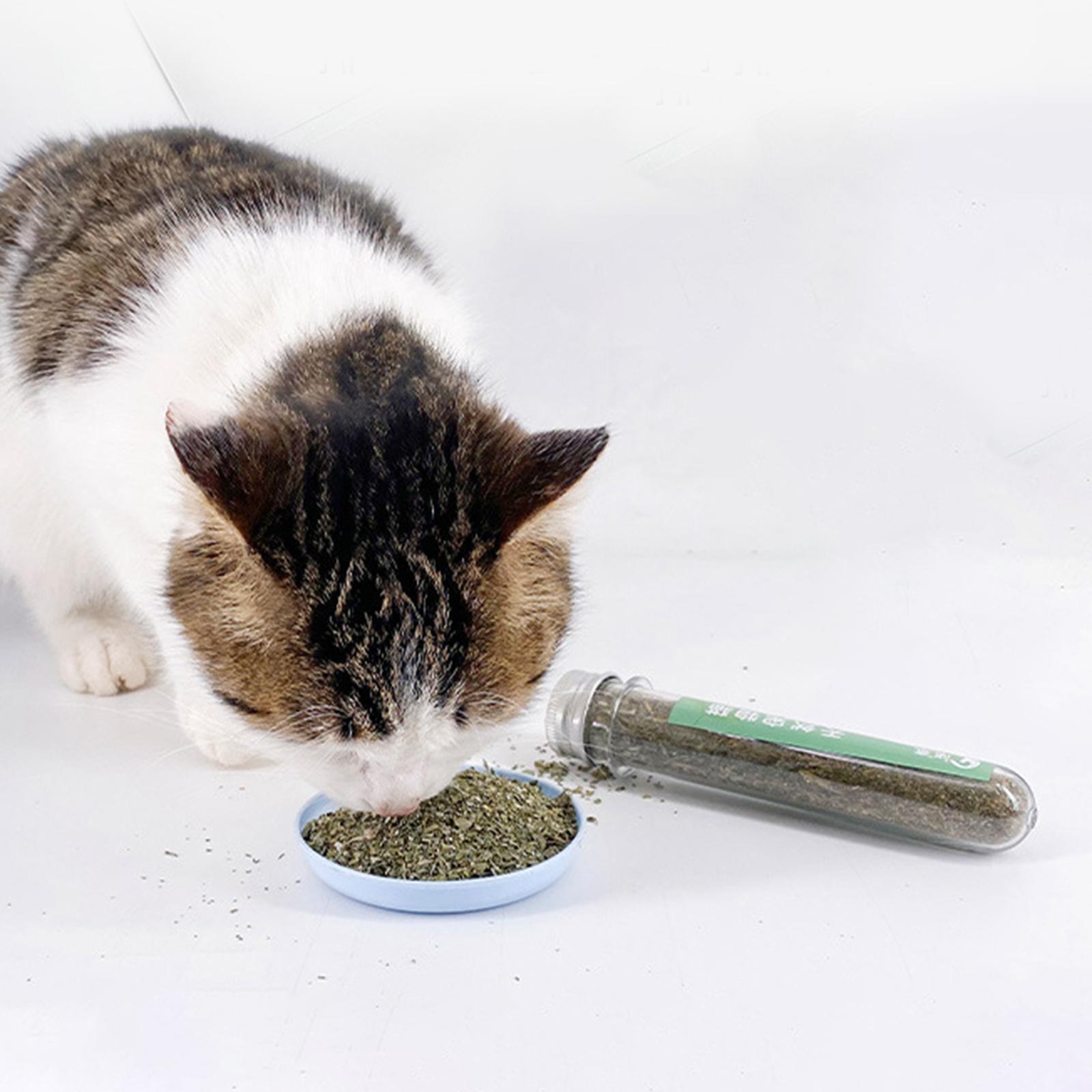 Cat Nip Herb